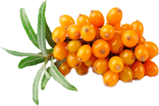 Sea-buckthorn oil 